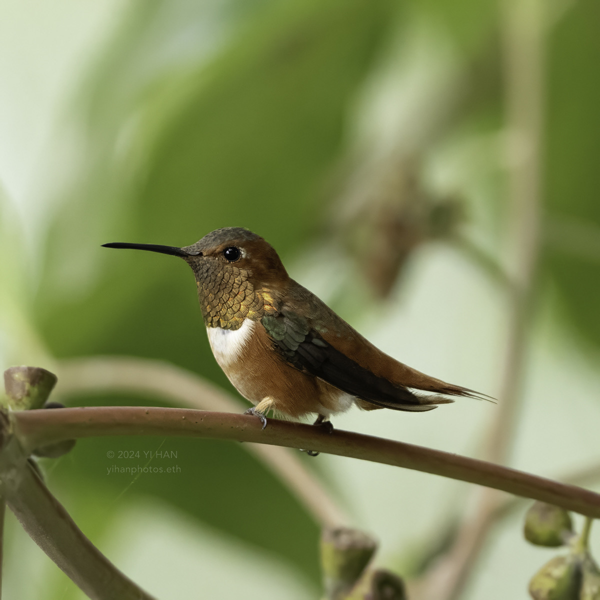 allen's- hummingbird-4